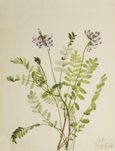 Alpen-Tragant Astragalus alpinus