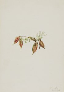 Alpen-Spitzkiel (Oxytropis podocarpa) von Mary Vaux Walcott
