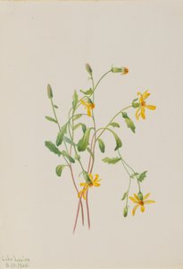 Alpen-Greiskraut Senecio species, 1905