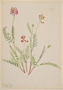Alpen-Süßklee (Astragalus bourgovii) von Mary Vaux Walcott
