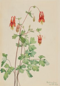 Amerikanische Akelei (Aquilegia canadensis) von Mary Vaux Walcott