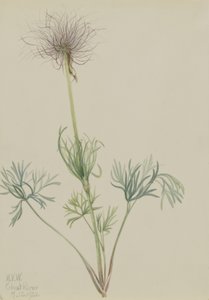 Amerikanische Küchenschelle (Pulsatilla ludoviciana) von Mary Vaux Walcott
