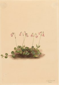 Amerikanische Zwillingblume Linnaea borealis americana, 1902 von Mary Vaux Walcott