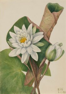 Amerikanische Seerose (Castalia odorata) von Mary Vaux Walcott