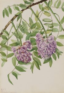 Amerikanische Wisteria Kraunhia frutescens, 1925