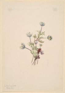 Anemone (Anemone drummondii) von Mary Vaux Walcott