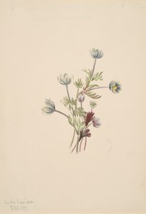 Anemone Anemone drummondii, 1907 von Mary Vaux Walcott