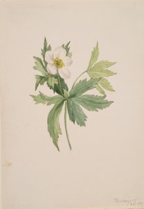 Anemone canadensis, 1907 von Mary Vaux Walcott