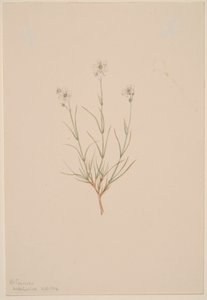 Arenaria formosa von Mary Vaux Walcott