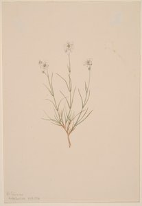 Arenaria formosa von Mary Vaux Walcott