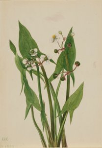 Pfeilblatt (Sagittaria cuneata) von Mary Vaux Walcott