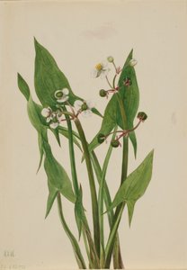 Arum Pfeilblatt Sagittaria cuneata von Mary Vaux Walcott