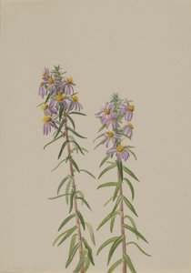 Aster Aster hirariifolius, 1923 von Mary Vaux Walcott