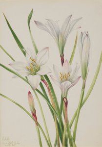 Atamasco-Lilie (Atamosco atamasco) von Mary Vaux Walcott