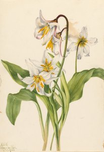 Lawinenlilie (Erythronium montanum) von Mary Vaux Walcott