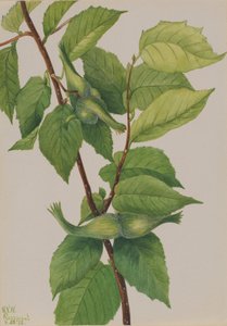 Schnabelhaselnuss Corylus rostrata, 1932 von Mary Vaux Walcott