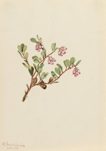 Bärentraube (Arctostaphylos uva-ursi) von Mary Vaux Walcott