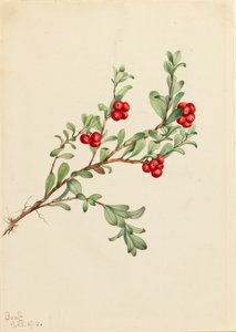 Bärentraube Arctostaphylos uva-ursi, 1916 von Mary Vaux Walcott