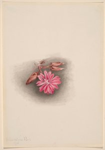 Bitterwurz (Lewisia redivivia) von Mary Vaux Walcott