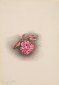Bitterroot Lewisia redivivia, 1915 von Mary Vaux Walcott