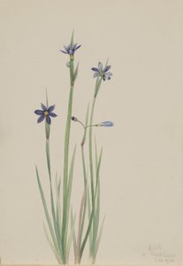 Blaue Augenlilie (Sisyrinchium angustifolium)