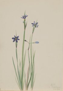Blauäugiges Gras Sisyrinchium angustifolium, 1920