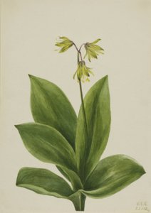 Blaue Perle (Clintonia borealis) von Mary Vaux Walcott