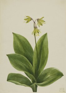 Blaue Perlen-Clintonia borealis, 1924 von Mary Vaux Walcott