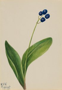 Blaue Perle Clintonia borealis