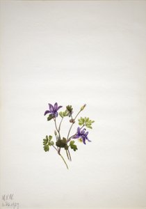 Blaue Akelei (Aquilegia saximontana) von Mary Vaux Walcott