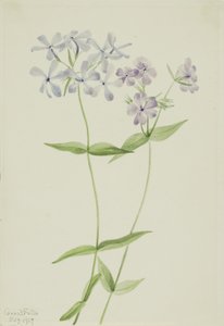 Blauer Phlox (Phlox divaricata)