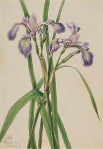 Blauflagge Iris Iris versicolor von Mary Vaux Walcott