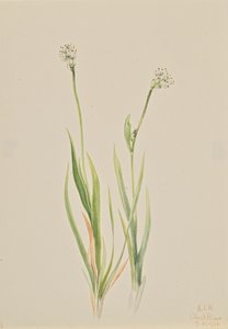 Moorlilie Tofieldia intermedia, 1920 von Mary Vaux Walcott