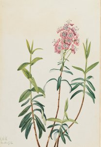 Sumpf-Kalmie (Kalmia polifolia), 1922