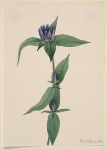 Flaschen-Enzian (Gentiana saponaria) von Mary Vaux Walcott