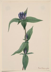 Flaschen-Enzian Gentiana saponaria, 1905