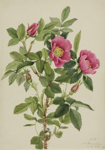 Bourgeau-Rose (Rosa bourgeauiana) von Mary Vaux Walcott