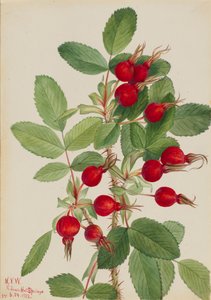 Bourgeau-Rose Rosa bourgeauiana, 1923 von Mary Vaux Walcott