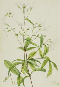 Bowmanswurzel (Porteranthus trifoliatus) von Mary Vaux Walcott