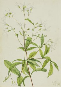 Bowmansroot Porteranthus trifoliatus, 1919 von Mary Vaux Walcott