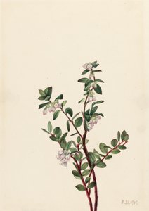 Box Huckleberry Gaylussacia brachycera, 1919 von Mary Vaux Walcott