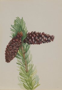 Borsten-Kiefer (Pinus aristata)