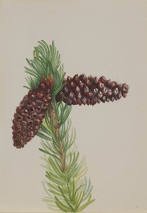 Borsten-Kiefer Pinus aristata, ca. 1930er Jahre