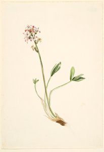 Fieberklee (Menyanthes trifoliata) von Mary Vaux Walcott
