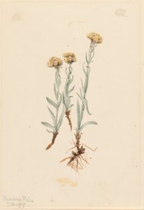 Buff Pussytoes (Antennaria luzuloides) von Mary Vaux Walcott