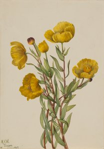 Buschmohn