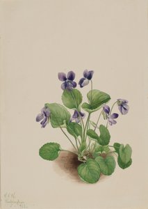 Schmetterlingsveilchen Viola papilionacea, 1923