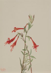 Kalifornische Fuchsie (Zauschneria californica) von Mary Vaux Walcott