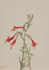 Kalifornische Fuchsie Zauschneria californica, 1936 von Mary Vaux Walcott