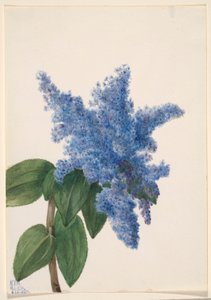 Kalifornischer Flieder (Ceanothus thyrsiflorus)